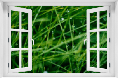 Fototapeta Naklejka Na Ścianę Okno 3D - green grass with water drops