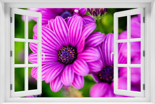 Fototapeta Naklejka Na Ścianę Okno 3D - Purple chrysanthemum blurred with blurred pattern background