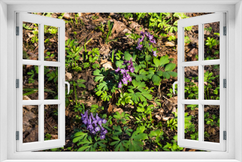 Fototapeta Naklejka Na Ścianę Okno 3D - Primroses appearing in the parks of our city, Moscow