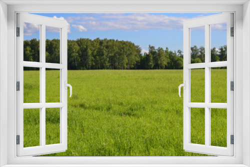 Fototapeta Naklejka Na Ścianę Okno 3D - Field of green grass and perfect sky and trees