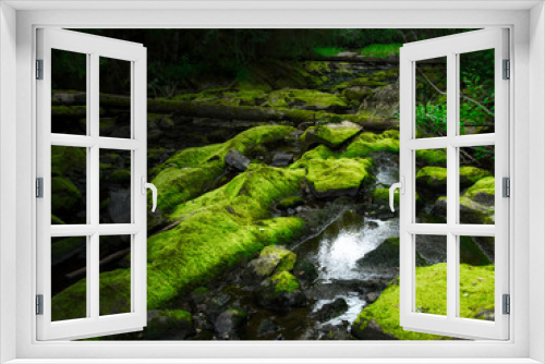 Fototapeta Naklejka Na Ścianę Okno 3D - Fairytale forest. Mystic scenery.