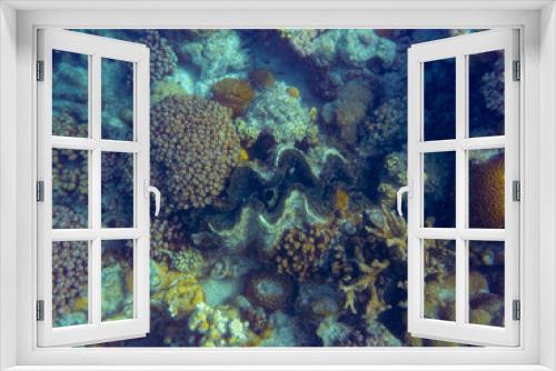 Fototapeta Naklejka Na Ścianę Okno 3D - Giant clam massive sea shell between corals at Ningaloo Reef close to Coral Bay