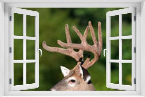 Fototapeta Naklejka Na Ścianę Okno 3D - white-tailed deer buck with velvet antlers