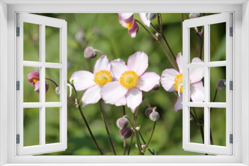 Fototapeta Naklejka Na Ścianę Okno 3D - Pink flowers of Japanese anemone (Anemone hybrida) on flowerbed