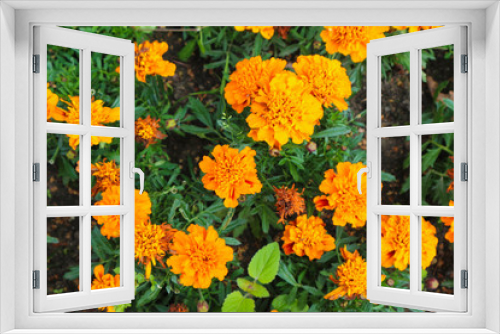 Fototapeta Naklejka Na Ścianę Okno 3D - yellow marigold flowers in the garden on the flowerpot