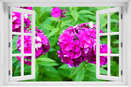 Fototapeta Naklejka Na Ścianę Okno 3D - beautiful bright pink phlox flowers in the garden close up