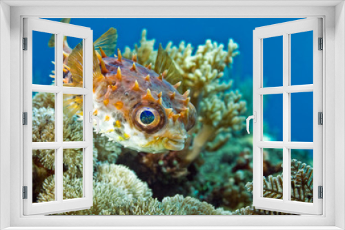 Fototapeta Naklejka Na Ścianę Okno 3D - Fish hedgehog swims over the coral. Underwater macro photography