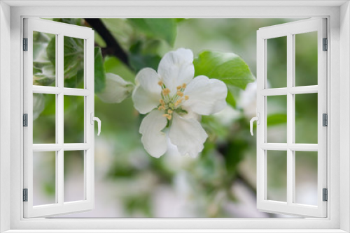 Fototapeta Naklejka Na Ścianę Okno 3D - Beautiful blooming apple trees in spring park close up