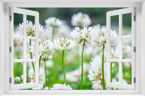 Fototapeta Naklejka Na Ścianę Okno 3D - White clover aka Trifolium repens in grass on summer meadow. Shamrock flower
