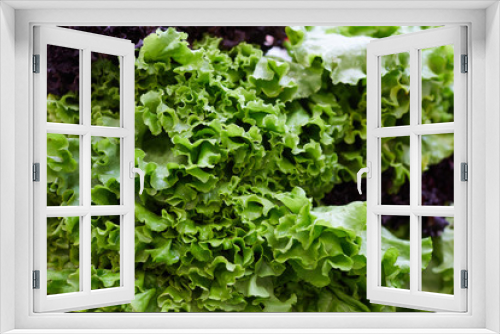 Fototapeta Naklejka Na Ścianę Okno 3D - Background image of fresh green lettuce laid out for sale at farmers market, copy space