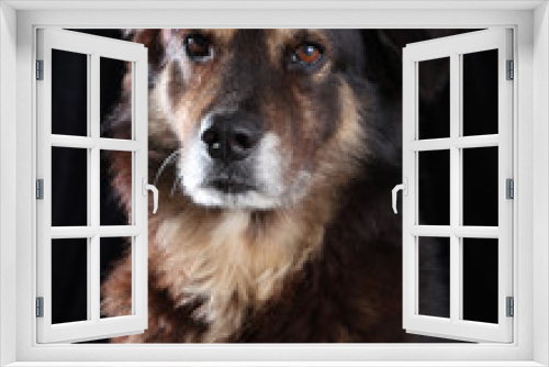 Fototapeta Naklejka Na Ścianę Okno 3D - Dog