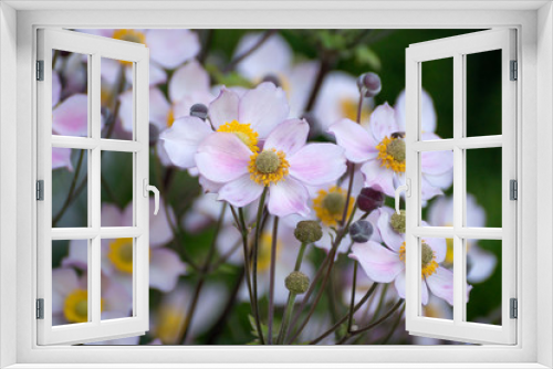 Fototapeta Naklejka Na Ścianę Okno 3D - Beautiful pink flower anemones fresh spring morning on nature and fluttering butterfly on soft green background, macro. Spring template, elegant amazing artistic image, free space
