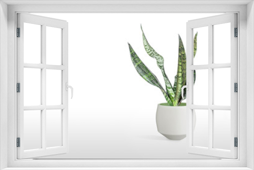 Fototapeta Naklejka Na Ścianę Okno 3D - Sansevieria plant in pot on white table