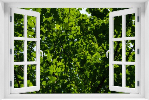 Fototapeta Naklejka Na Ścianę Okno 3D - Blätter eines Baumes