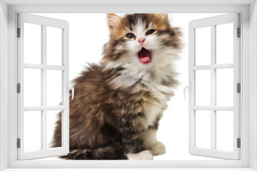 Fototapeta Naklejka Na Ścianę Okno 3D - yawning kitten