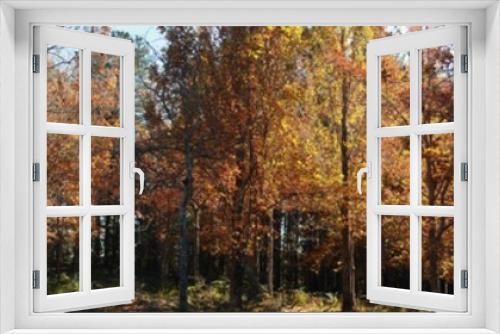 Fototapeta Naklejka Na Ścianę Okno 3D - Panoramic view of deciduous Autumn trees in a park of introduced European trees on an Autumn day in rural Victoria, Australia