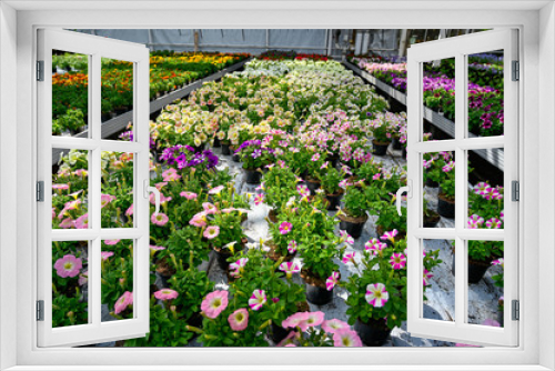 Fototapeta Naklejka Na Ścianę Okno 3D - colorful flowers in a big green house