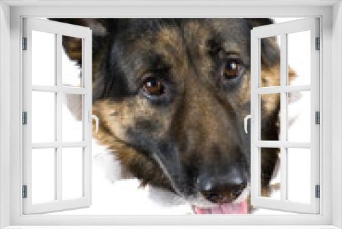 Fototapeta Naklejka Na Ścianę Okno 3D - dog close up