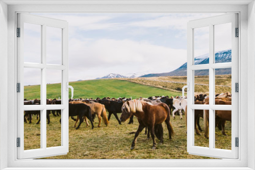 Fototapeta Naklejka Na Ścianę Okno 3D - Herd of precious Icelandic horses gathered in a farm.