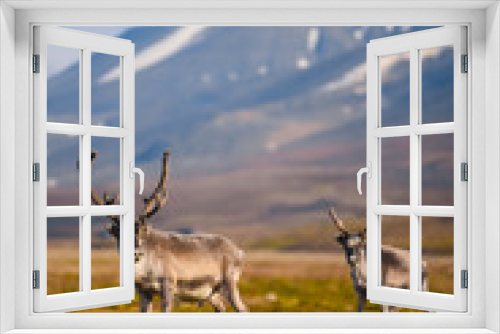 Fototapeta Naklejka Na Ścianę Okno 3D - Landscape with wild reindeer. Summer Svalbard.  with massive antlers horns deer  On the Sunset, Norway. Wildlife scene from nature Spitsbergen 