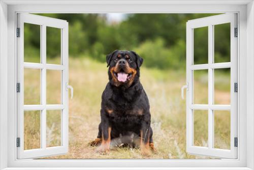Fototapeta Naklejka Na Ścianę Okno 3D - rottweiler dog animal portrait