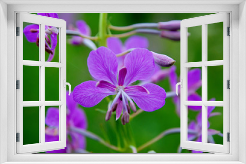 Fototapeta Naklejka Na Ścianę Okno 3D - purple flowers of the field