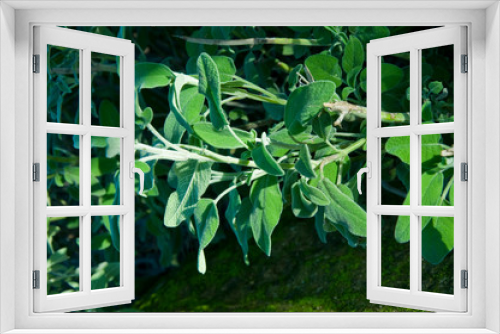 Fototapeta Naklejka Na Ścianę Okno 3D - Common Sage Salvia, Herb, Spice, Medditerranean food