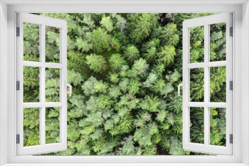 Fototapeta Naklejka Na Ścianę Okno 3D - Blick von oben auf die Baumwipfel eines Nadelbaumwaldes