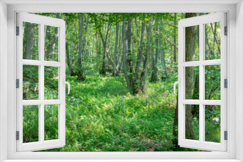 Fototapeta Naklejka Na Ścianę Okno 3D - German Moor forest landscape with fern, grass and deciduous trees in summer