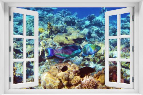 Fototapeta Naklejka Na Ścianę Okno 3D - Parrot-fishes on the coral reef in Red Sea, Egypt