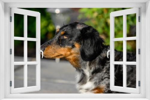 Fototapeta Naklejka Na Ścianę Okno 3D - portrait of a dachshund dog