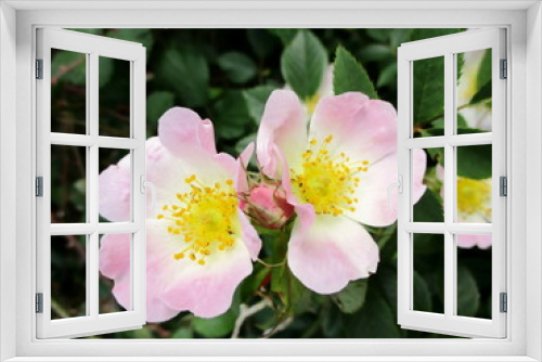 Fototapeta Naklejka Na Ścianę Okno 3D - Gros plan de deux églantines et bouton floral sur un églantier commun (Rosa canina)