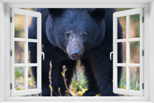 Fototapeta Naklejka Na Ścianę Okno 3D - Black bear in the wild