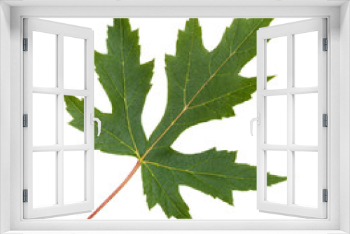 Fototapeta Naklejka Na Ścianę Okno 3D - green leaf of Silver Maple tree isolated