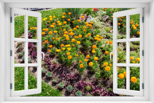 Fototapeta Naklejka Na Ścianę Okno 3D - Details of a flowerbed of landscape design with different flowers growing in the ground.