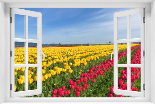 Fototapeta Naklejka Na Ścianę Okno 3D - Tulips in Peak Bloom seen in Western USA during the spring season