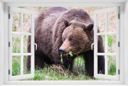 Fototapeta Naklejka Na Ścianę Okno 3D - Grizzly bear in the wild