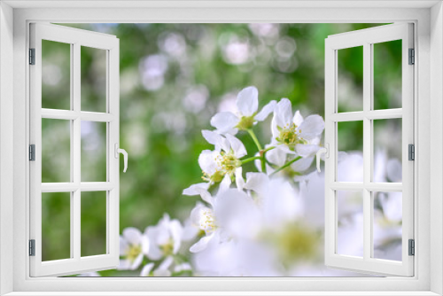 Fototapeta Naklejka Na Ścianę Okno 3D - spring white flowers on Apple tree