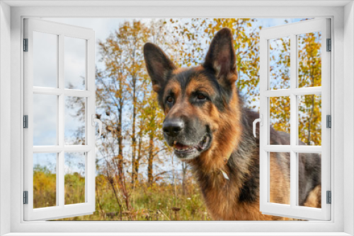 Fototapeta Naklejka Na Ścianę Okno 3D - Dog German Shepherd outdoors in an autumn day