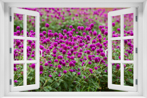 Fototapeta Naklejka Na Ścianę Okno 3D - Globe amaranth on the hill side