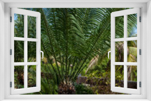 Fototapeta Naklejka Na Ścianę Okno 3D - Mazatlan Mexico Park palmtrees