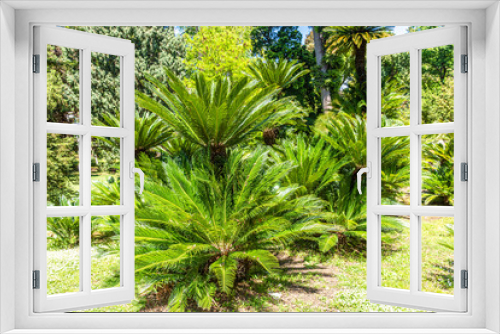Fototapeta Naklejka Na Ścianę Okno 3D - Italy, Naples, botanical garden, floral landscape with large cycads