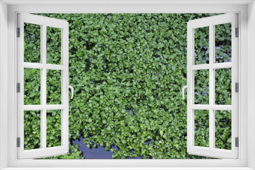 Fototapeta Naklejka Na Ścianę Okno 3D - 農業用水路に自生するクレソン