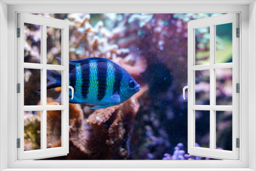 Fototapeta Naklejka Na Ścianę Okno 3D - Small fish swim in aqurium
