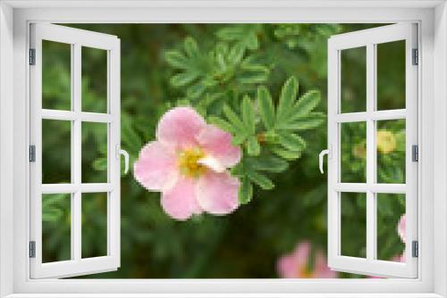 Fototapeta Naklejka Na Ścianę Okno 3D - Dasiphora fruticosa shrub in bloom