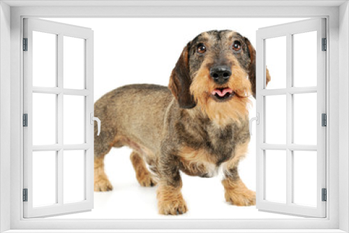 Fototapeta Naklejka Na Ścianę Okno 3D - Studio shot of an adorable wire-haired Dachshund standing and looking at the camera
