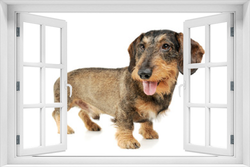 Fototapeta Naklejka Na Ścianę Okno 3D - Studio shot of an adorable wire-haired Dachshund standing and looking satisfied