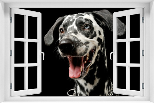 Fototapeta Naklejka Na Ścianę Okno 3D - Portrait of an adorable Dalmatian dog with different colored eyes looking satisfied