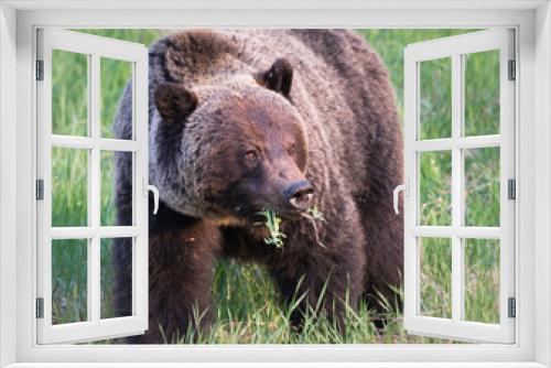 Fototapeta Naklejka Na Ścianę Okno 3D - Grizzly bear in th ewild