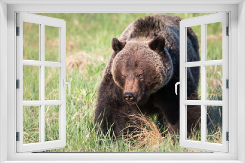 Fototapeta Naklejka Na Ścianę Okno 3D - Grizzly bear in th ewild